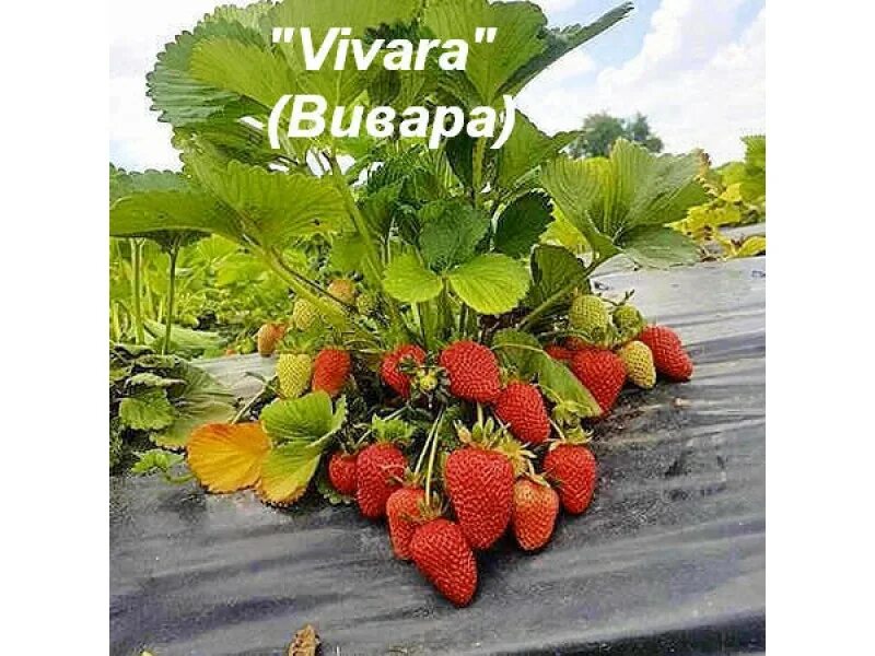 Клубника вивара описание фото Фото клубника