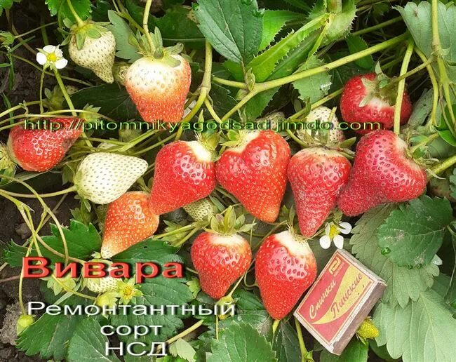 Клубника вивара описание фото Клубника Вивара: описание сорта, фото, отзывы садоводов