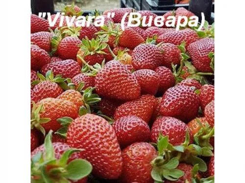 Клубника вивара описание фото Земляника Вивара