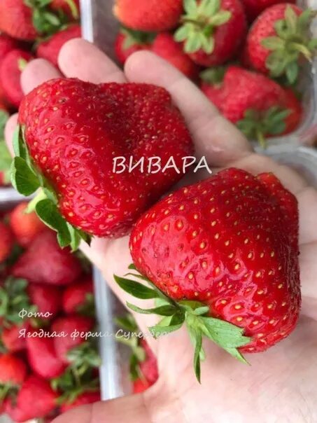 Клубника вивара описание фото Картинки СОРТ КЛУБНИКИ ВИВАРО