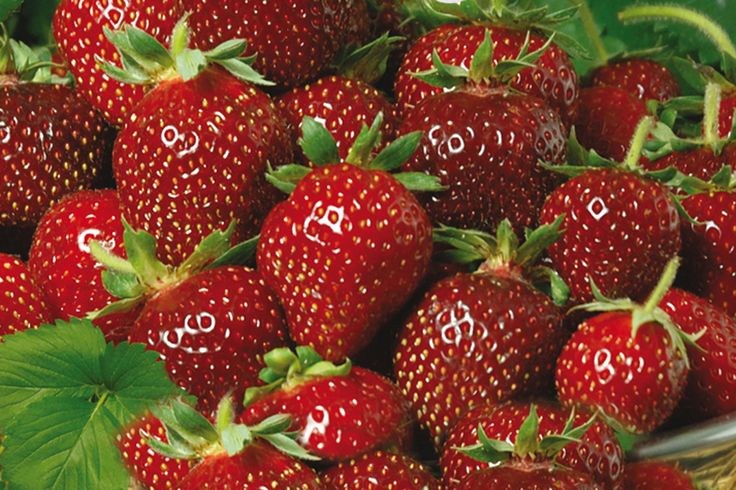 Клубника зенга фото описание Blumenzwiebeln richtig pflanzen Erdbeeren, Blumenzwiebeln pflanzen, Obst und gem