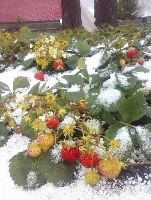 Клубника зимой фото Пин от пользователя андрюша маклауд на доске Лесная недвижимость Разное, Ягоды, 