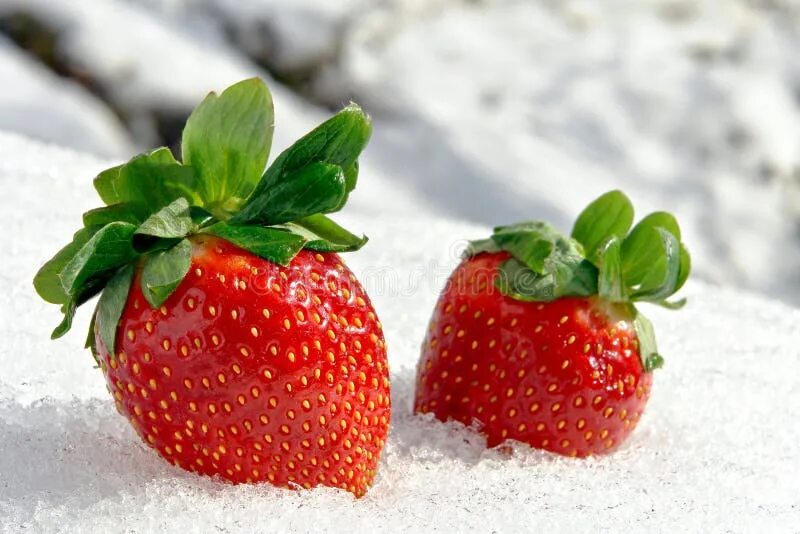 Клубника зимой фото Strawberries on Ice in Cold White Winter Stock Image - Image of ripe, strawberri