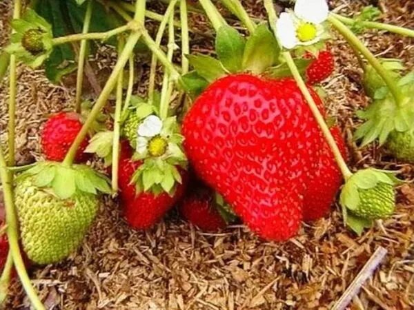 Клубника золушка описание сорта фото отзывы садоводов Клубни Земляника и клубника Фруктория купить по выгодной цене в интернет-магазин