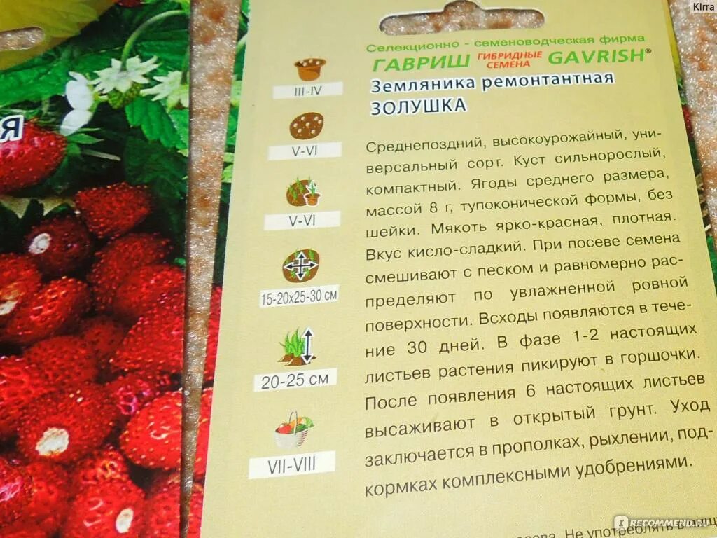 Клубника золушка описание сорта фото отзывы садоводов Земляника ремонтантная - "Думала, что сложно, а оказалось проще простого.+фото" 