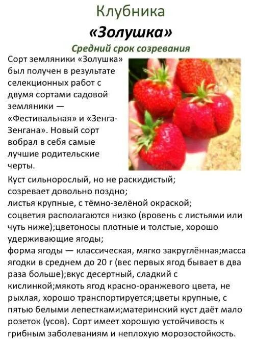 Клубника золушка описание сорта фото отзывы садоводов Клубника Холидей: описание и характеристики сорта, правила выращивания, способы 
