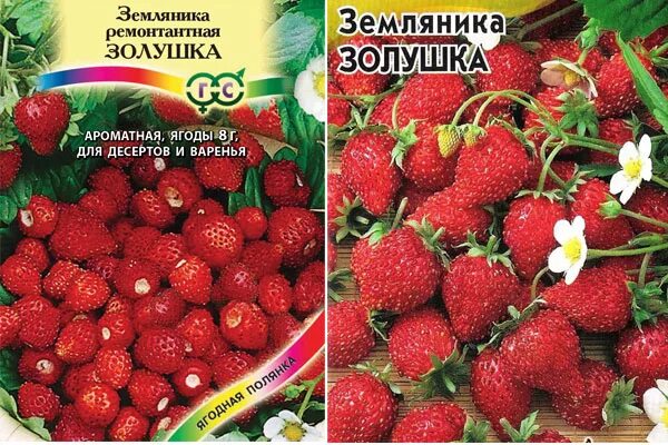 Клубника золушка описание сорта фото отзывы садоводов Земляника золушка описание сорта фото отзывы Фитостудия-63.ру