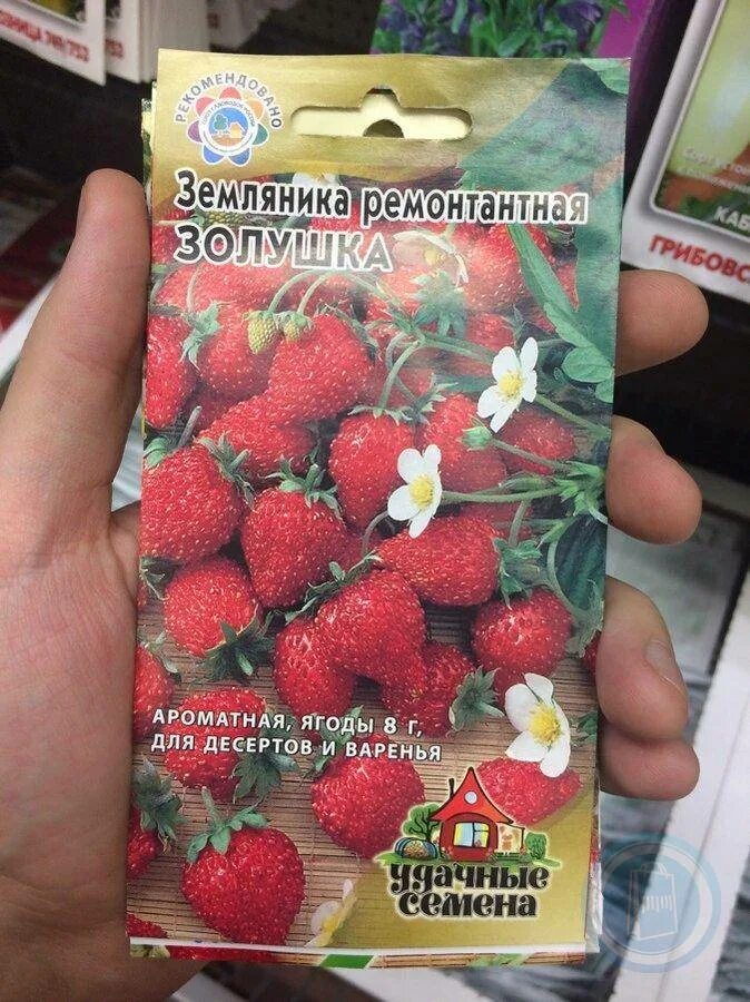 Клубника золушка описание сорта фото отзывы садоводов Земляника золушка - MosRosa.ru
