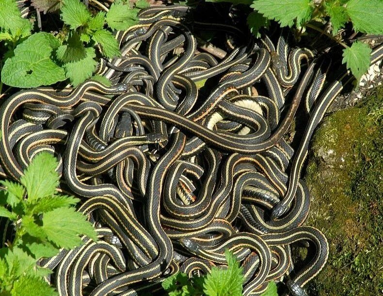 Клубок змей фото Narcisse Snake Pits in Manitoba, Canada Snake, Pit, The graveyard book