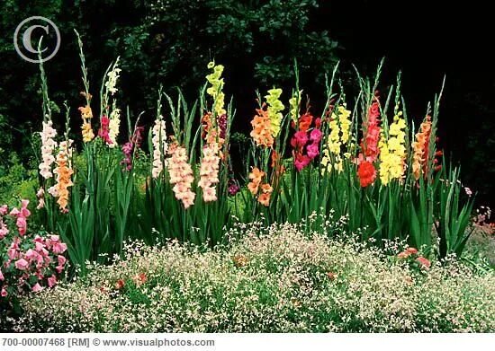 Клумба гладиолусов фото Gladioli.. Planting flowers, Gladiolus bulbs, Summer plants