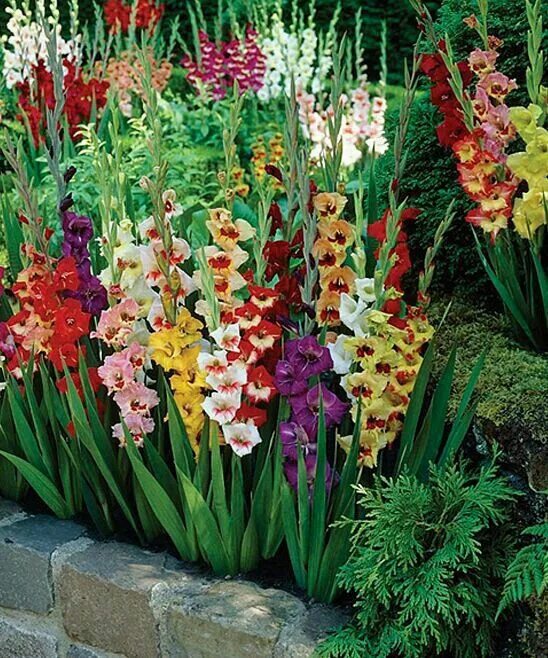 Клумба гладиолусов фото Pin by Leslie Kolkmann on flowers Bulbs garden design, Garden bulbs, Flower gard