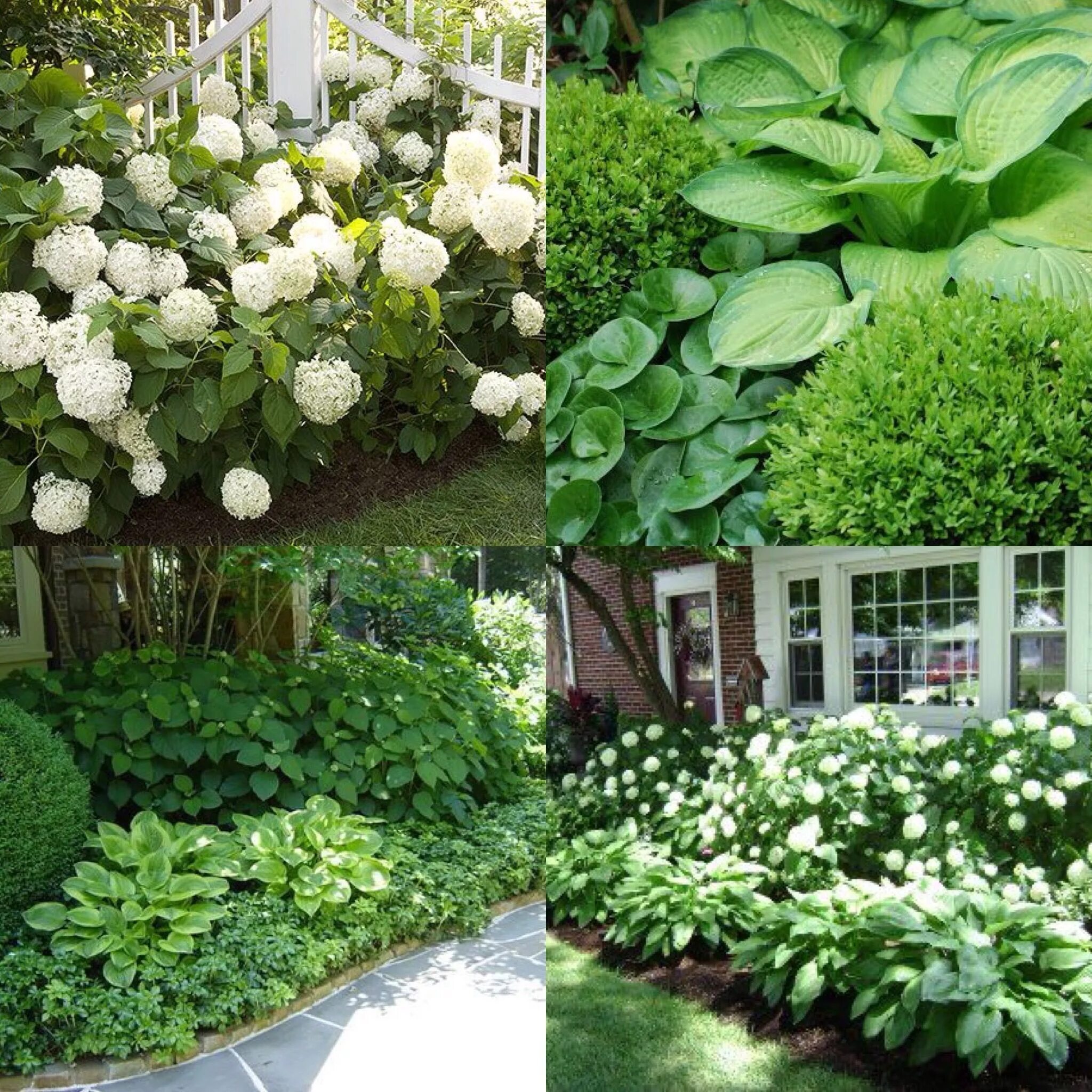 Клумба хосты и гортензия фото Front yard landscaping, Front yard, Hydrangea landscaping