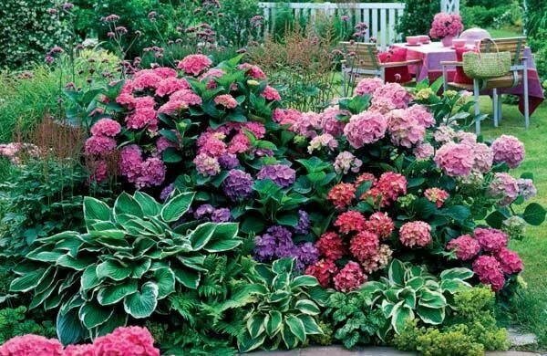 Клумба хосты и гортензия фото pretty hydrangea arrangement Garden inspiration, Perennial garden, Hydrangea arr