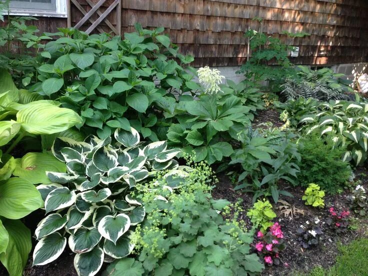 Клумба хосты и гортензия фото Image result for Hydrangea Hosta and Garden Design Shade plants, Shade garden, G