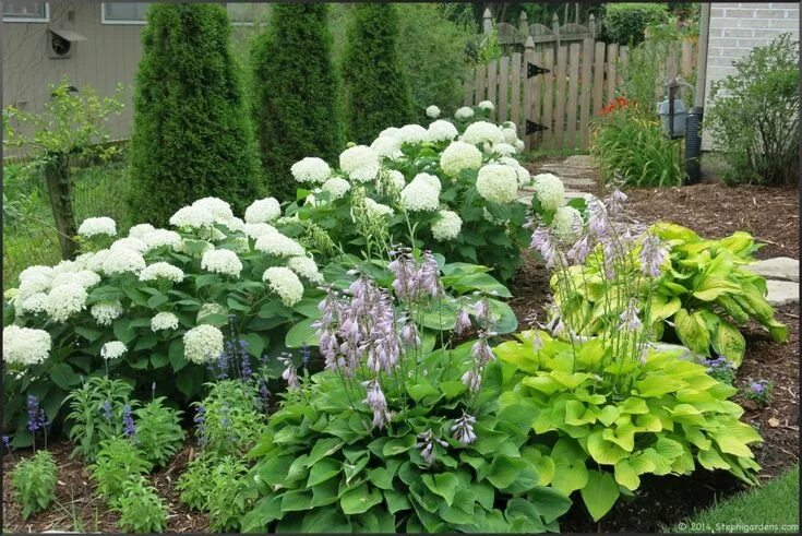 Клумба хосты и гортензия фото daylilies Hydrangea garden, Hydrangea landscaping, Daylily garden