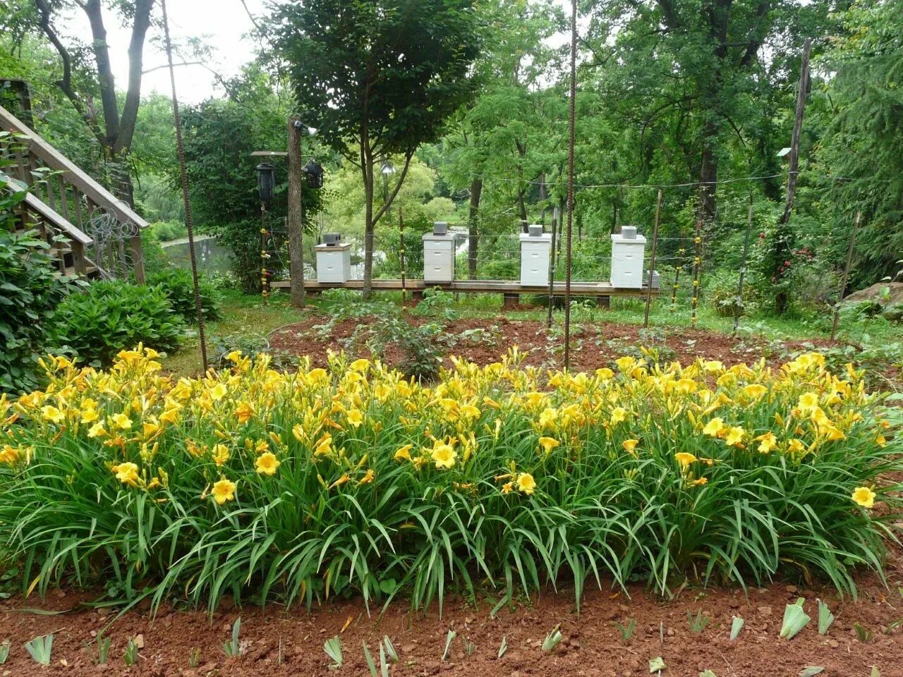 Клумба из хосты и лилейника фото Some of our Bee Hives Amongst Stella d'Oro Daylilies Vegetable garden design, Da