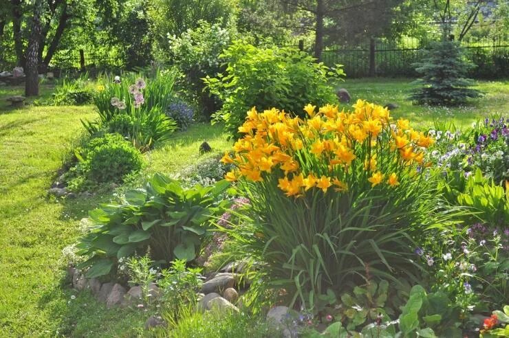 Клумба из хосты и лилейника фото Хосты: cорта и виды, фото с названием и описанием