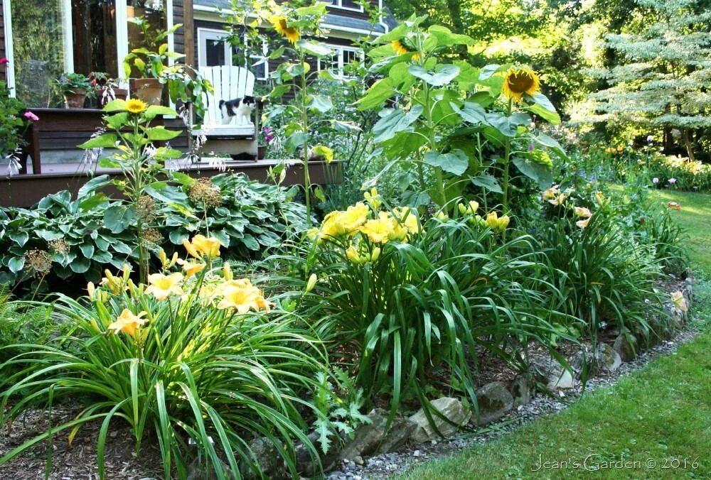 Клумба из хосты и лилейника фото Daylilies, Big plants, Gardening blog