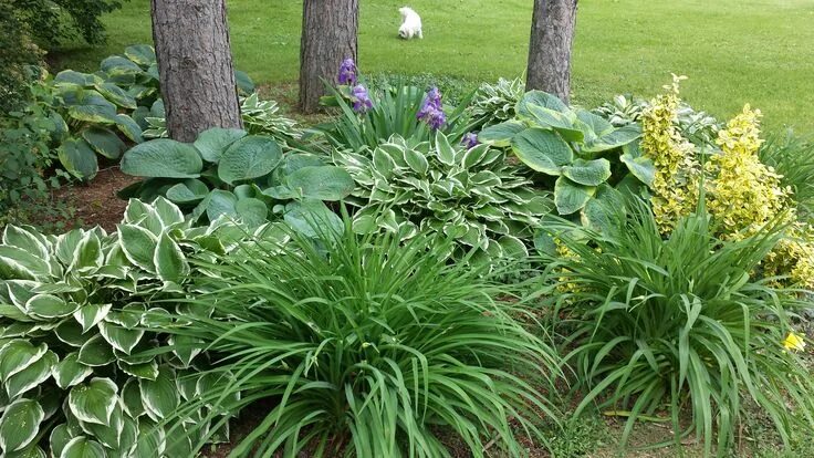 Клумба из хосты и лилейника фото Variety of hosta, yellow varigated Gold Euonymus, iris, and daylilies make a bea