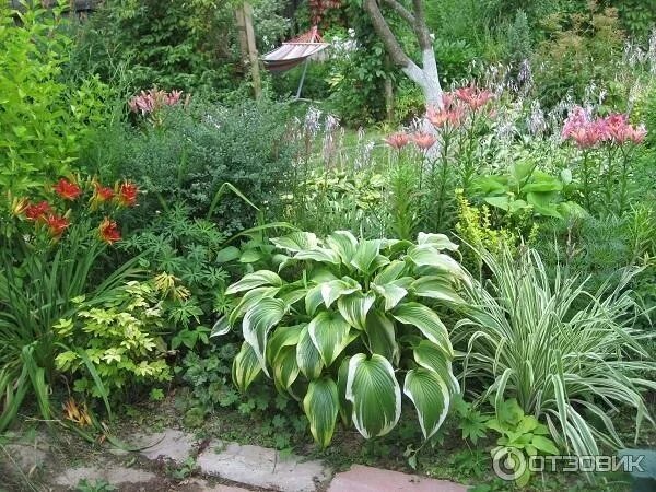 Клумба из хосты и лилейника фото Отзыв о Корневище хосты De Ree Holland Декоративность и великолепие весь летний 