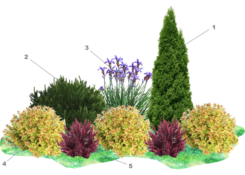 Клумба из хвойников схема и фото Простая, но яркая клумба: разбираем схему Идеи озеленения, Клумбы, Кустарники