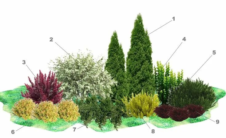 Клумба из хвойников схема и фото Неприхотливая клумба с барбарисами: новая схема Композиции цветников, Небольшие 