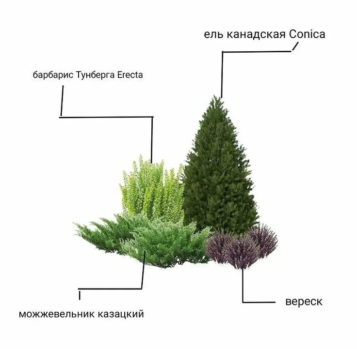 Клумба из хвойных растений фото и схема Pin by Svetlana Antonyuk on Идеи озеленения in 2024 Evergreen garden, Front gard