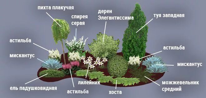 Клумба из хвойных растений фото и схема Моноклумба: как организовать однотонный цветник? Создание ландшафта с гортензиям