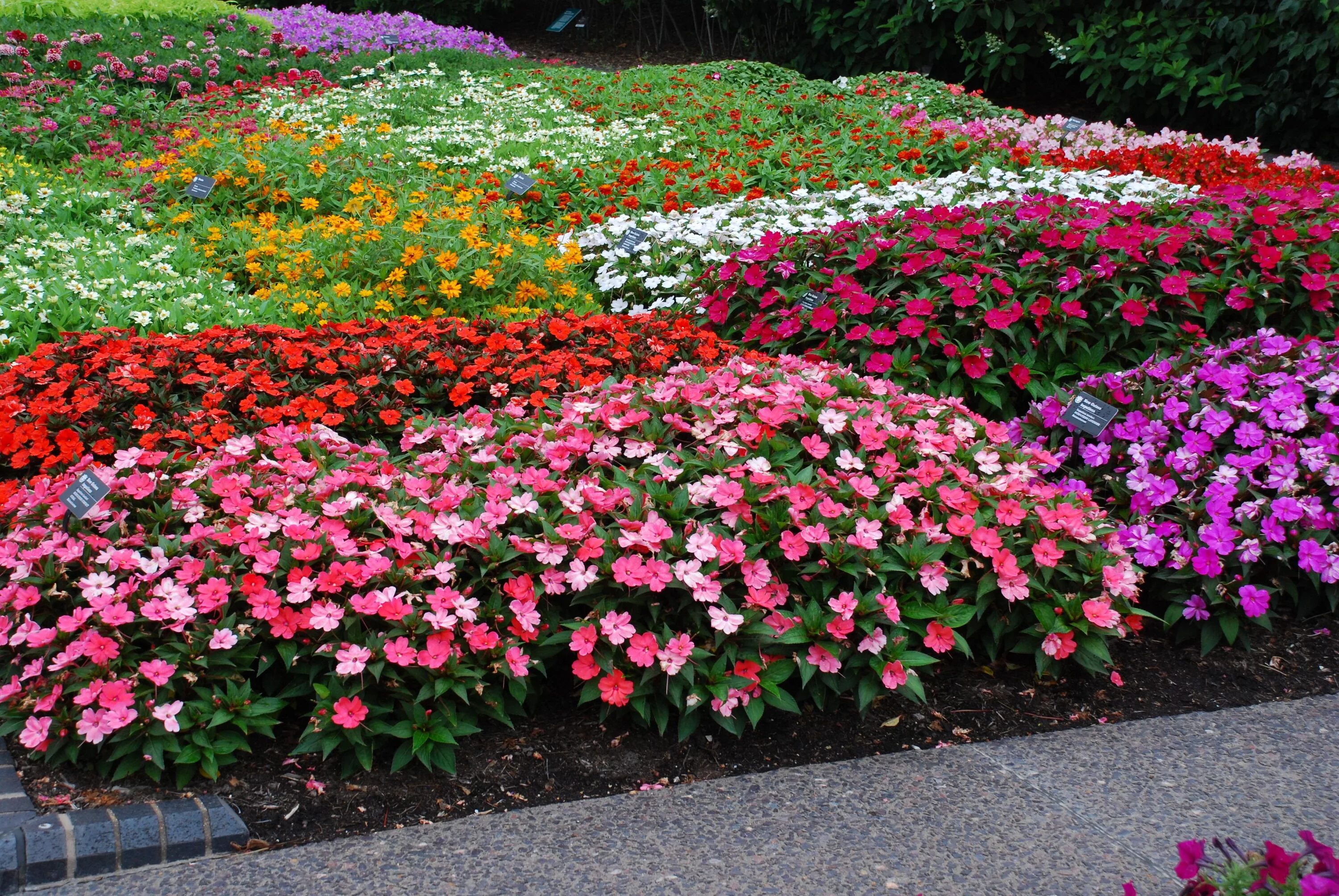 Клумба однолетних цветов фото Pest Alert - Gardeners Should Avoid Planting Garden Impatiens What Grows There :