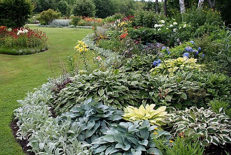 Клумба розы и хосты фото border at Cedarholm Garden Bay Inn (Camden, Maine) - mixed hostas ... Beautiful 