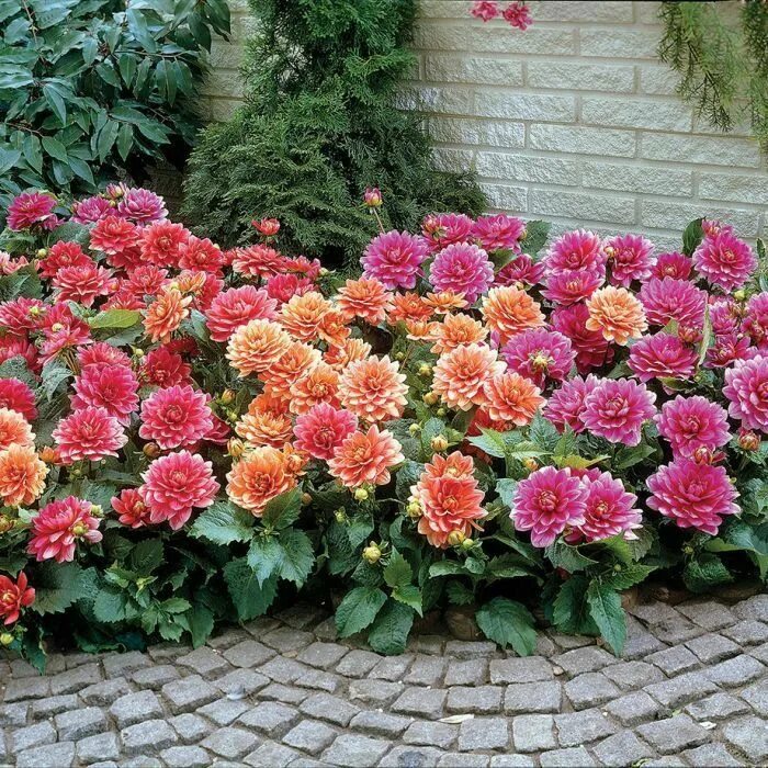 Клумба с георгинами фото Pin by Taylor Wolf on garden Dahlias garden, Bulb flowers, Planting bulbs