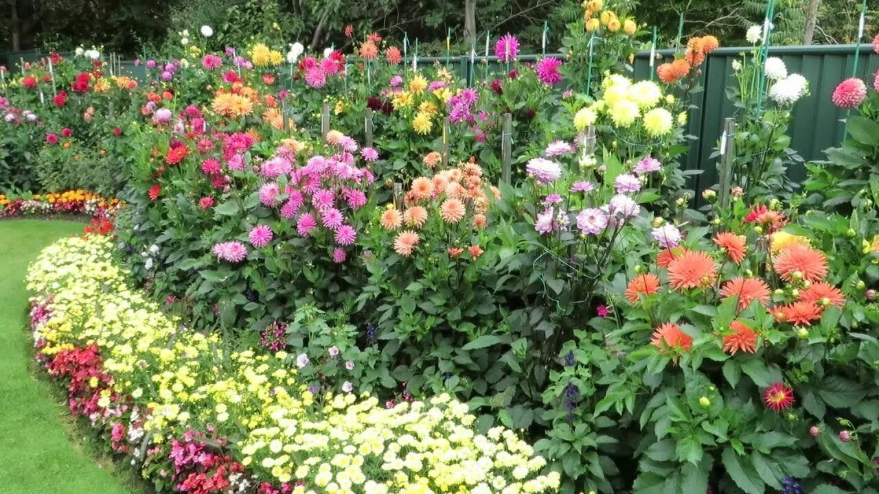 Клумба с георгинами фото Geoff and Heather's dahlia garden 20 August 2014 Bulbs garden design, Dahlias ga