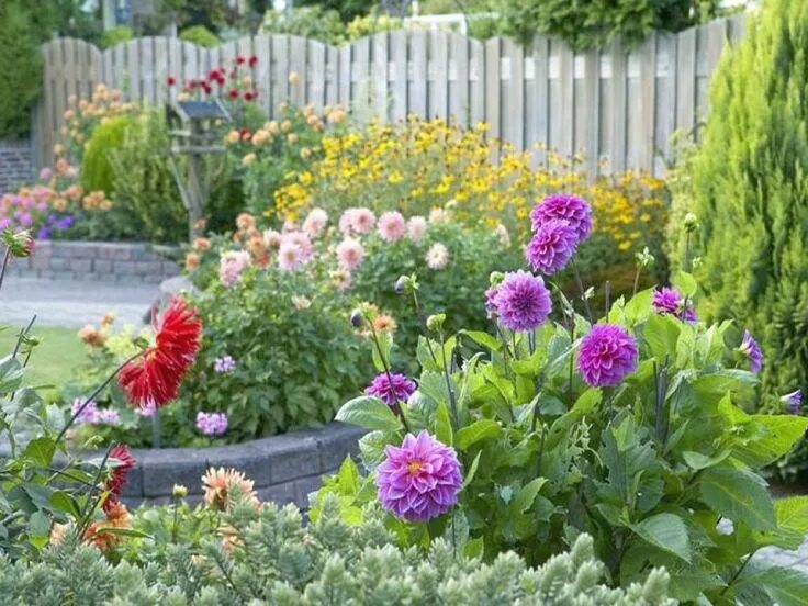 Клумба с георгинами фото Stunning Garden Dahlia Flowering Plants Planting flowers, Plants, Annual plants