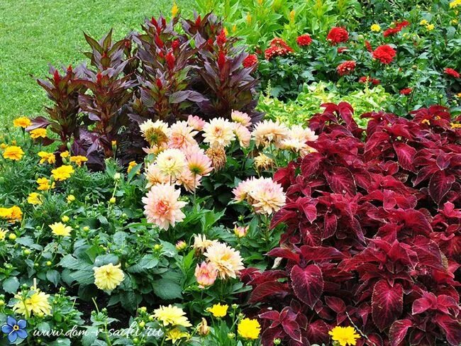 Клумба с георгинами фото Что сажать в апреле на рассаду Красивый Дом и Сад Dahlia, Velvet flowers, Flower