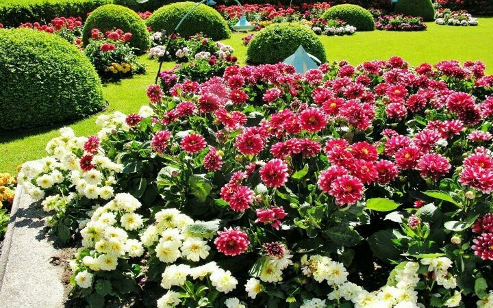 Клумба с георгинами фото Pin by Sandi Jean on Flowers Amazing flowers, Flower backround, Flowers
