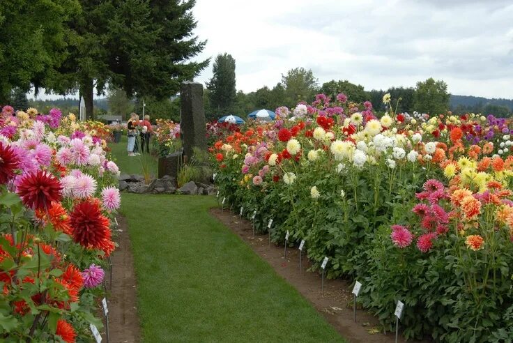 Клумба с георгинами фото Pin on Hoa đẹp Annual plants, Dahlias garden, Garden planning