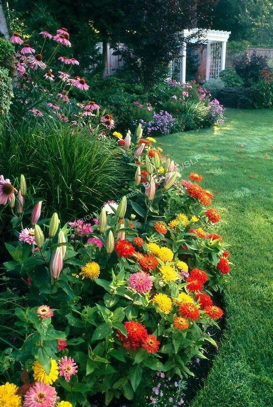 Клумба с георгинами фото An early summer border of mixed annuals and perennials, including zinnias, lilli