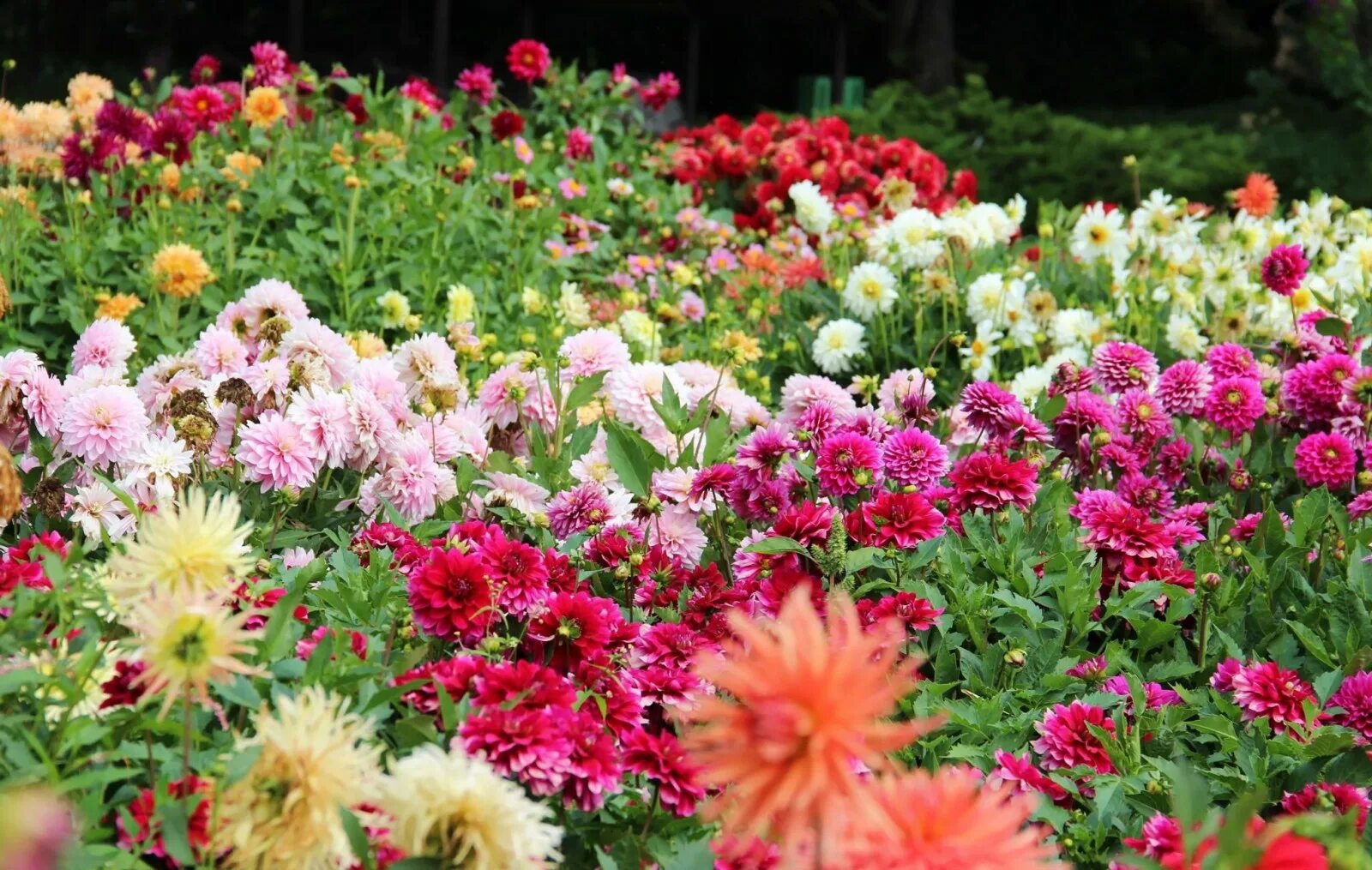 Клумба с георгинами фото Wallpaper : flowers, garden, grass, dahlias, flower, flora, meadow, flowerbed, w