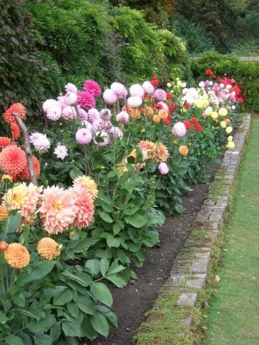 Клумба с георгинами фото Применение георгин в озеленении. Часть 1 Dahlias garden, Dahlia flower garden, L