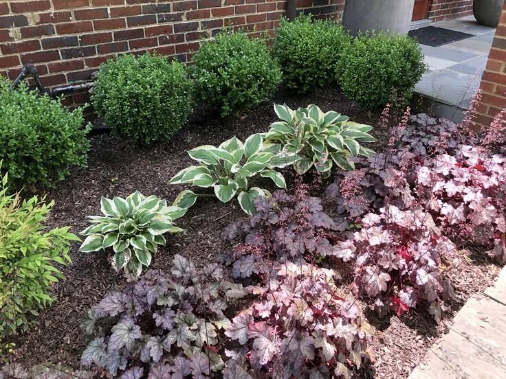 Клумба с хостами и астильбами фото A very simple planting of boxwood, hosta and heuchera. Front yard garden design,