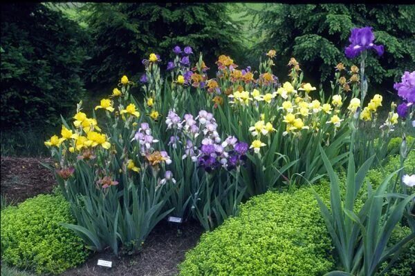 Клумба с ирисами фото Miniature Tall Bearded Iris in the upper garden. Description from irisgarden.org