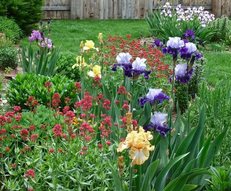 Клумба с ирисами фото World of Irises: September 2014 Iris garden, Flower garden design, Daylily garde