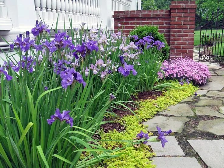 Клумба с ирисами фото Iris, Phlox and Creeping Jenny welcome spring. Iris garden, Outdoor gardens desi