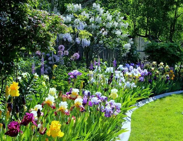 Клумба с ирисами фото World of Irises: TALL BEARDED IRISES -- Revamping An Existing Bed For Maximum Im