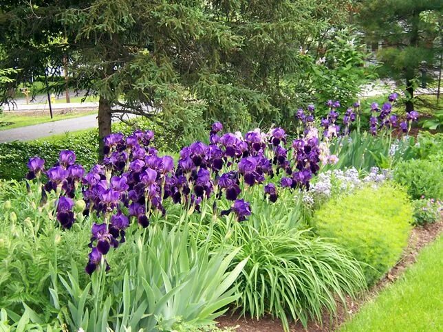 Клумба с ирисами фото How to Make an Interesting Art Piece Using Tree Branches eHow Iris garden, Iris 