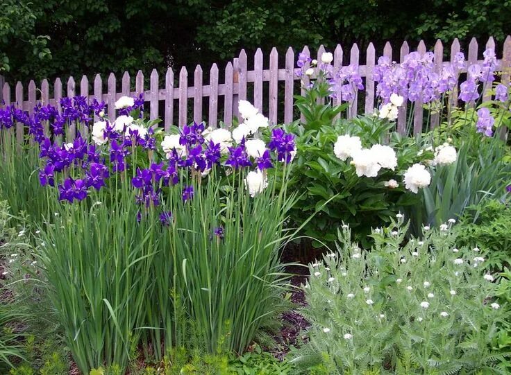 Клумба с ирисами фото Iris Companion Plants Gardener's Guide on Companion Plants for Iris Iris garden,