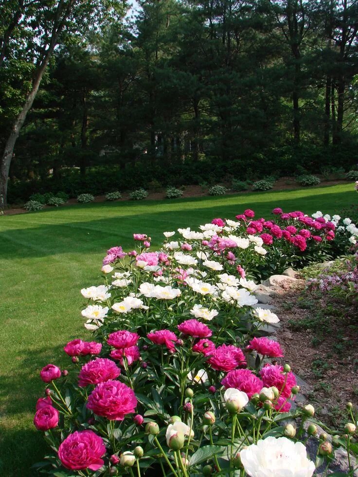 Клумба с пионами фото в ландшафтном Clare's garden in New Jersey, Day 1 of 2 - FineGardening Peonies garden, Flower 