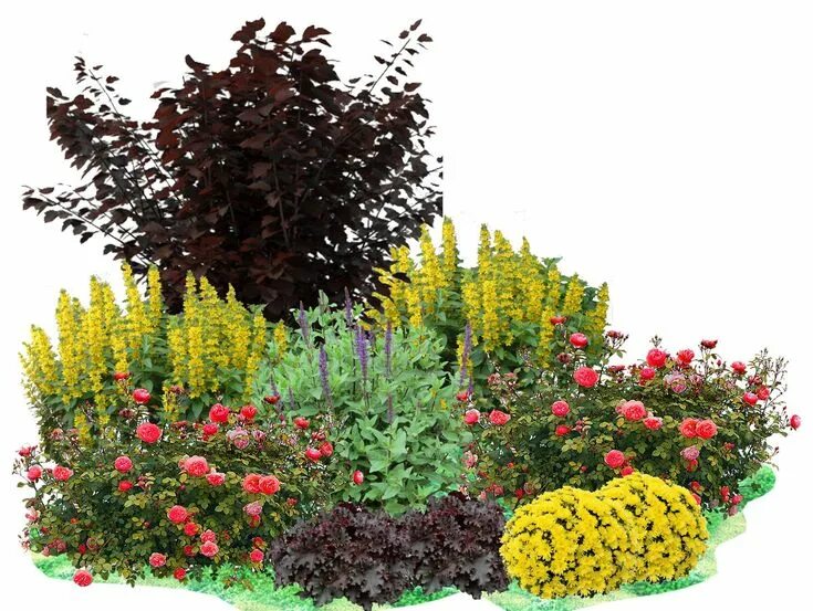 Клумба с пузыреплодником фото Клумба непрерывного цветения: подробная схема Flor de jardinagem, Jardins ao ar 