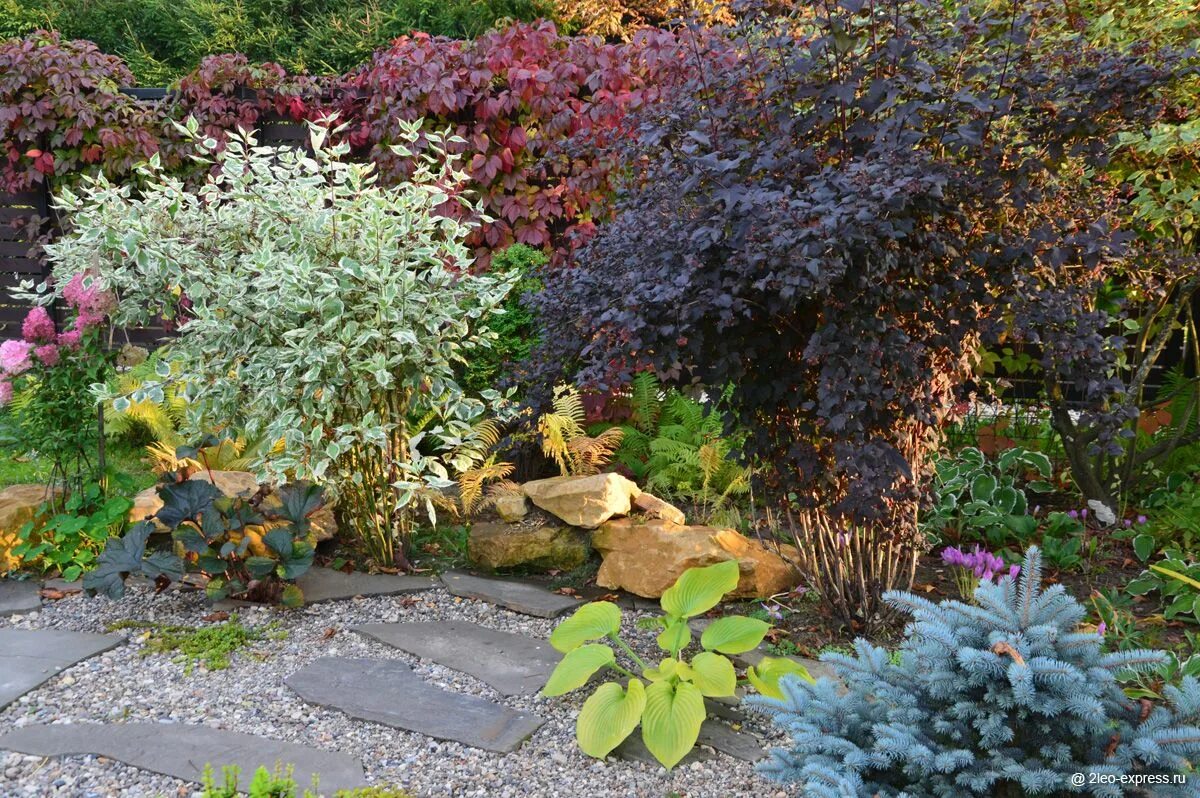 Клумба с пузыреплодником фото хорошие сочетания Garden, Outdoor, Landscape