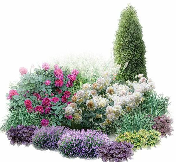 Клумба с розами и многолетниками оформление фото сад дизайн Garden flower beds, Flower garden, Rose garden design